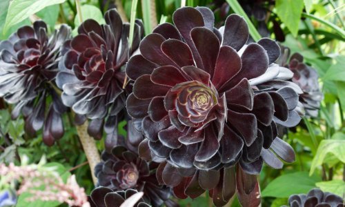 Crna ruža za balkon: Ova predivna biljka uspijevat će i potpunim početnicima