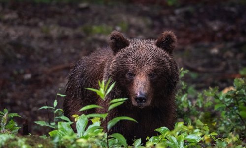 Populacija medvjeda u ovoj europskoj državi doživjela procvat