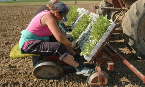 Ova biljka jamči siguran otkup i visoku cijenu: Počela je njena sadnja