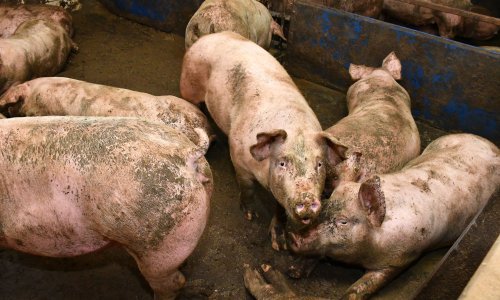 Novi pothvat Žito grupe: Navodno idu na burzu, a sad su uložili sedam milijuna eura