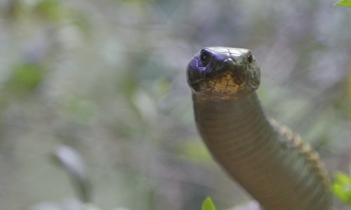 Gotovo 20 godina ubrizgavao si je zmijski otrov. Sada bi mogao biti ključan za - univerzalni protuotrov