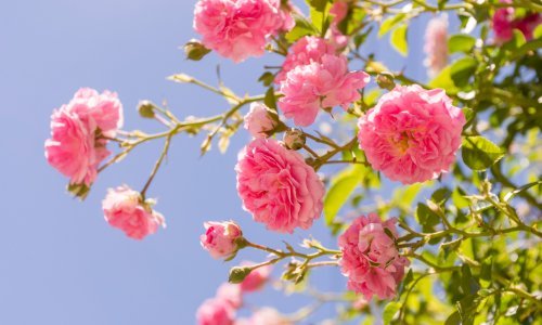 Ovo su najčešće greške u uzgoju ruža: Evo kako ih izbjeći za raskošan cvat