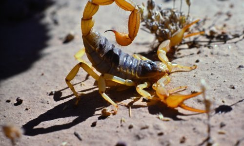 Metropola pod najezdom škorpiona zbog pretjerane gradnje: Porast uboda od 250%!