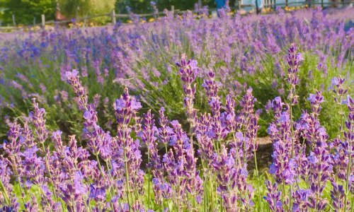 Trik za bujan rast lavande: Dodajte joj ovaj sastojak i uživajte u najraskošnijem cvatu