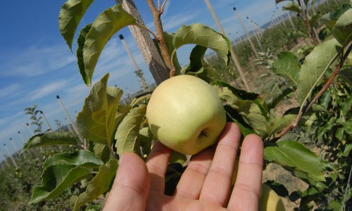 Hrvatski voćari na koljenima: Ministarstvo nas ignorira