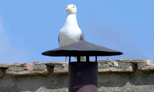 Galeb ukrao šou na krovu Sikstinske kapele: Zauzeo najbolje mjesto i postao viralan