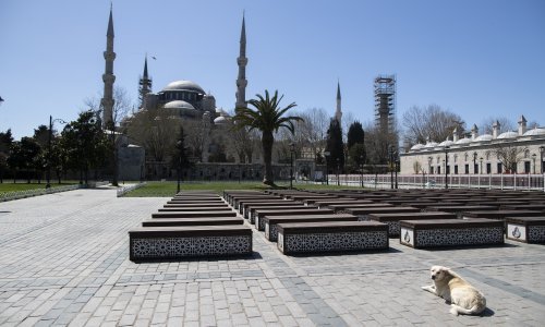 Što će biti sa psima lutalicama u Turskoj? Aktivisti strepe od najgoreg scenarija