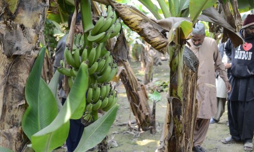 Klimatske promjene ugrožavaju nasade banana