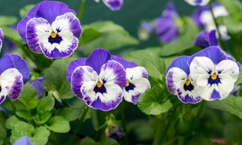 Efektne i nezahtjevne: Ove divne jednogodišnje biljke uspijevaju i u hladu