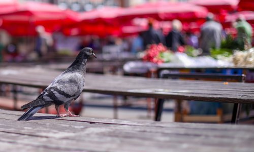Da se granice zatvore, mi za tjedan dana više ne bismo imali hrane: Ovog nam kritično nedostaje