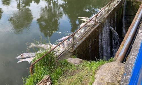 Šokantne scene kod Svete Nedelje: Veliki pomor ribe na jezeru Kerestinec
