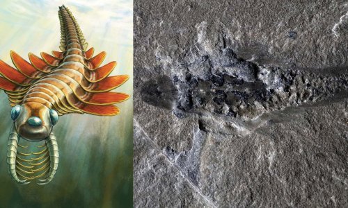 Poput filmskih čudovišta: Znanstvenici otkrili bizarno stvorenje staro 506 milijuna godina