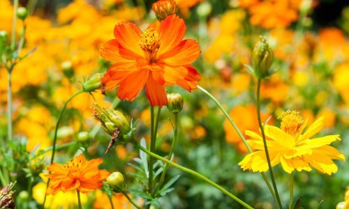 Od uništavanja korova do bujnijeg rasta cvijeća: Ovaj jeftini sastojak čini čuda u vrtu