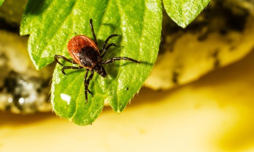 U Europi se pojavio rijetki virus, muškarac umro nakon uboda krpelja, više osoba u karanteni