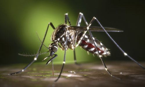 Sve je više komaraca koji prenose tropske bolesti: Stručnjaci u Zagrebu su u akciji