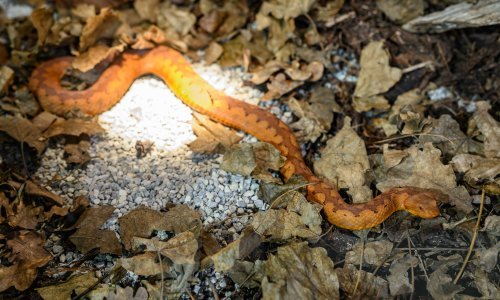 Biologinja objašnjava kako se ponašati ako ugledate zmiju i što napraviti ako vas ugrize