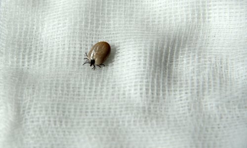 Sezona krpelja: Evo kako ga izvaditi, zaštititi se, prepoznati bolest...