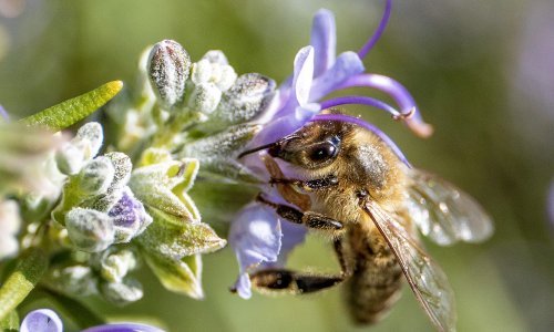 Solitarne pčele ne proizvode med; njihova uloga je puno važnija