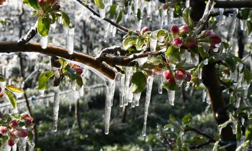 Izazovi za hrvatske voćare: Suše i elementarne nepogode uzrokovale su velike štete