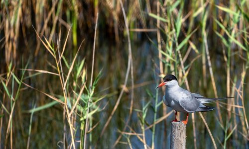 Očuvajmo malu čigru; izbjegavajte sprudove na Dravi od travnja do srpnja