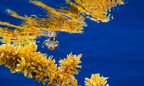 Ovo je jedino more na Zemlji koje nikada ne dodiruje kopno