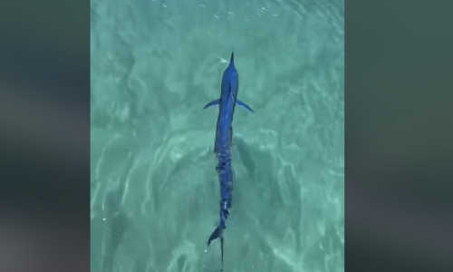 Veliki iglan uočen u makarskoj luci: Impresivna riba plivala je između između brodova