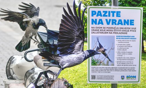 U Zagrebu postavljena upozorenja: Evo kako se ponašati ako vas napadne vrana. Ovo nikako nemojte raditi!