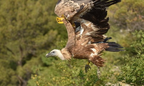 Zaštita samo na papiru; evo koje su vrste ugrožene u Hrvatskoj