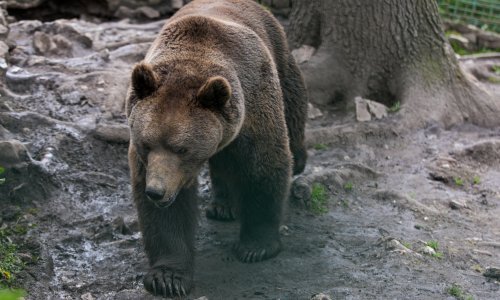 Ženu u Sloveniji napao medvjed, u kritičnom je stanju