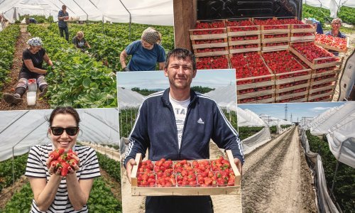 Bili smo u berbi jagodice purgerice: 'Ovo što radimo je ludost! Gradonačelnika ne zanimaju jagode'