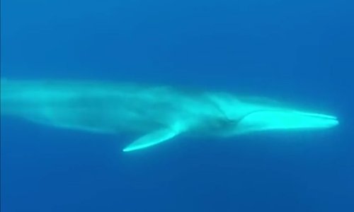 Kraj Dugog otoka viđen drugi najveći kit svijeta