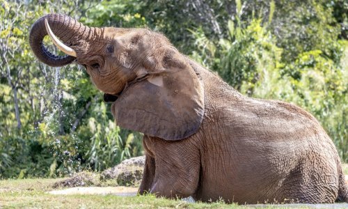 Zimbabve izdao dozvolu za odstrel najmanje 50 slonova: Ima ih previše