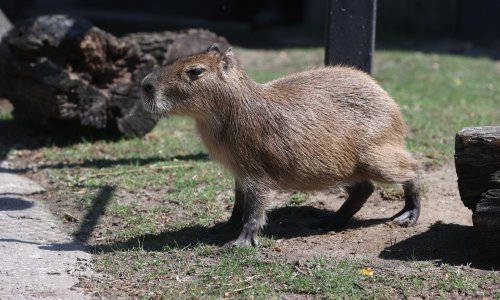 Uspješno bježala dva mjeseca; vratila se kapibara: 'Mala bjegunka je kod kuće!'