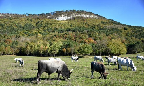 Rast proizvodnje goveda, svinja, ovaca, koza i peradi; pad proizvodnje mlijeka