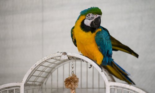 Složena komunikacija: Poznato je koje se životinjske vrste dozivaju međusobno po imenu