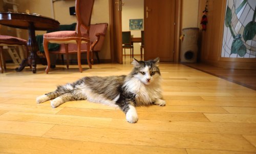 I Hrvatska ima svog Larrya: Mačak Miško ostaje u riječkom poglavarstvu i s novom gradonačelnicom