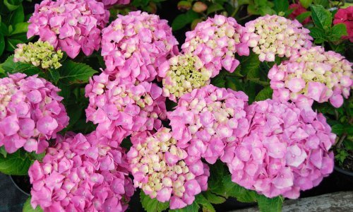 Ovo je jedini razlog zbog kojeg vaše hortenzije odbijaju cvjetati