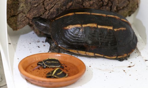 U Francuskoj rođene Tric i Trac, dvije kornjače ugrožene vrste