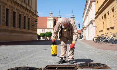 Osječani kreću u obračun sa žoharima: Održavajte prostorije čistim,  vole prljavo, tako se hrane