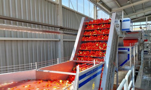 Podravci stiže paprika iz Srbije: Zanimljivo je tko ju zapravo proizvodi