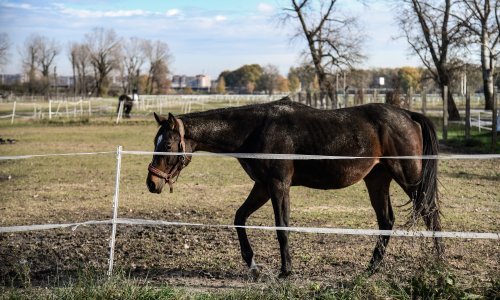 Etno farma Mirnovec ima ponudu za Thomposonov koncert: Konjima ćemo biti izvrsni domaćini