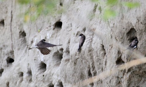 Ugrožene najmanje europske lastavice; u Hrvatskoj im drastično smanjena populacija