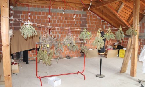 U Gornjem Desincu zaplijenjen laboratorij za uzgoj, marihuana, gljive i kaktusi