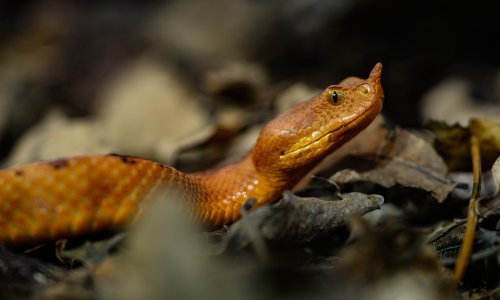 Poskok se širi i na kontinentalnu Hrvatsku, znanstvenici objašnjavaju zašto