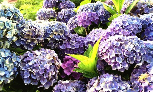 Približavaju se vrućine: Evo kako da hortenzije cvjetaju još raskošnije - i to cijelo ljeto