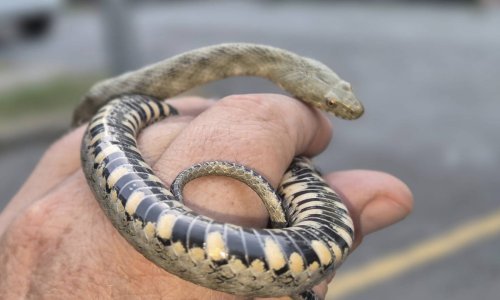 U zagrebačkom hotelu pronađena zmija: 'Tu vrstu ne susrećemo često u središtu grada'