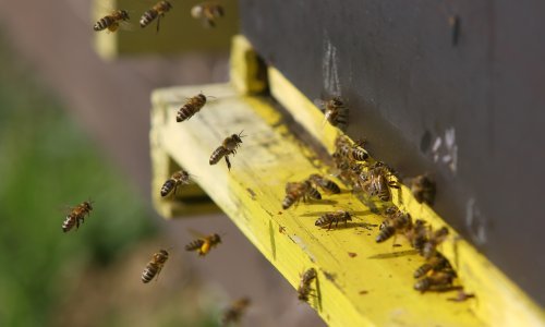 Pčelari u Vukovaru na mukama: Nezapamćeni pomor pčela; znaju tko je kriv