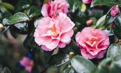 Ove divne trajnice uspijevaju i u najdubljem hladu