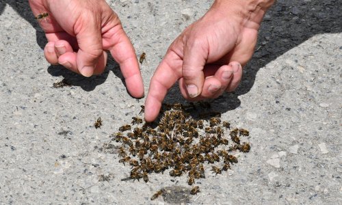 Pčelari: 'Trovanja su počela prije šest godina, prestanite koristiti zabranjene pesticide'