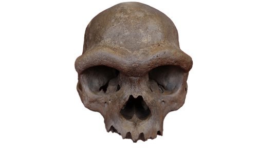 Riješena stogodišnja zagonetka: Evo kome pripada lubanja stara 146.000 godina